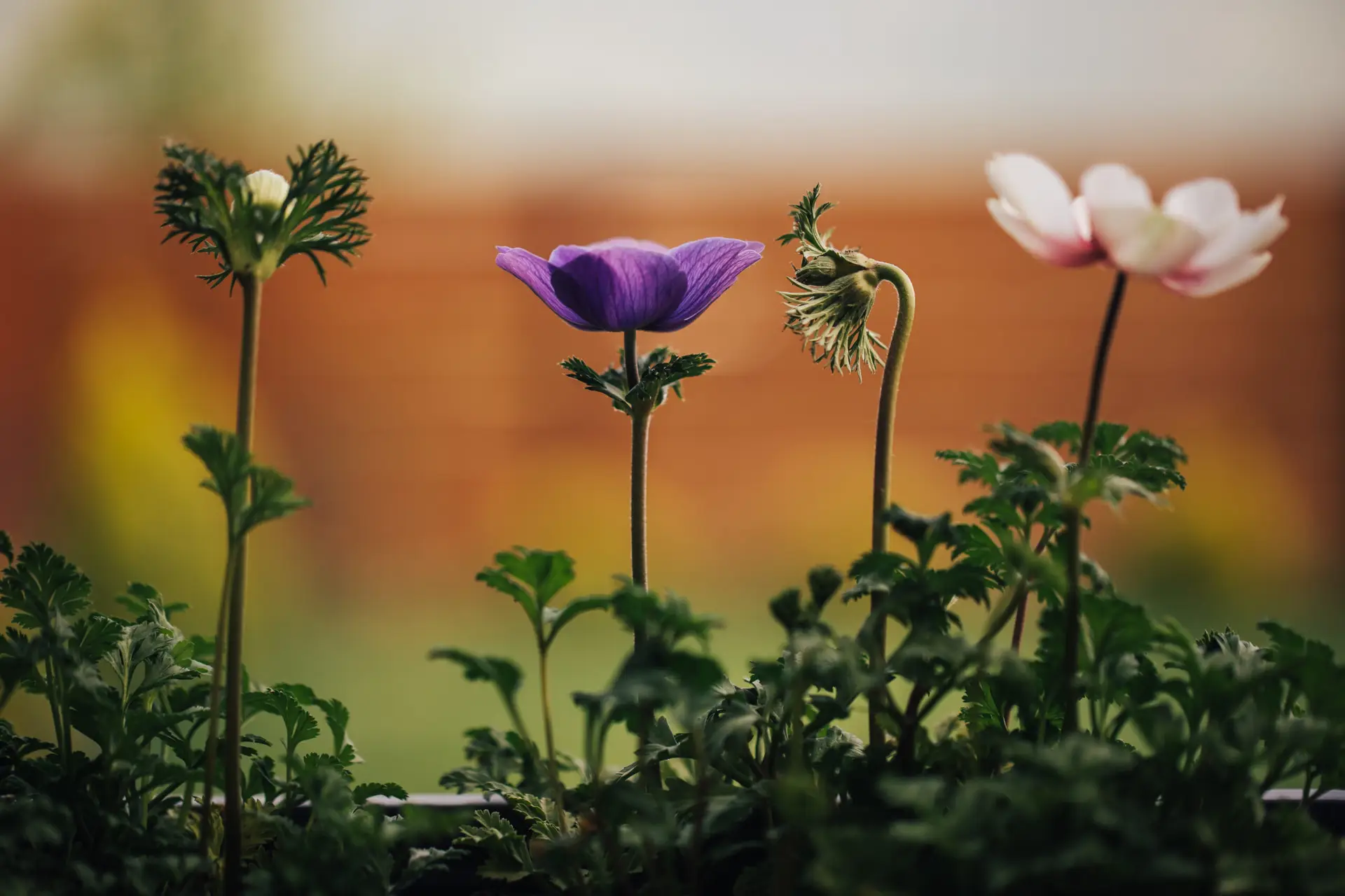 Flowers Growing